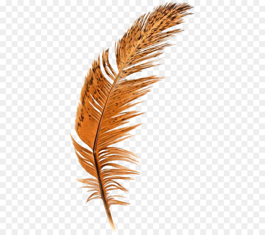 Feather Brown Quill - Brown feathers png download - 436*790 - Free Transparent Feather png Download.