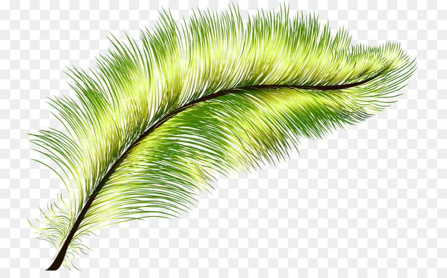 Feather Green Peafowl - Green feathers png download - 800*547 - Free Transparent Feather png Download.