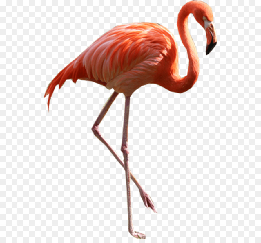 Flamingo Clip art - Flamingos heels png download - 600*827 - Free Transparent Flamingo png Download.