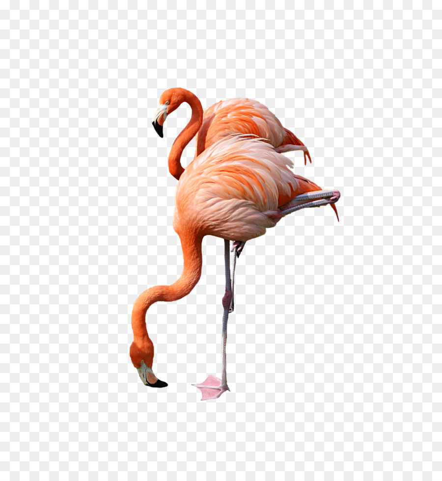 Flamingo Clip art - Flamingo PNG png download - 1600*2368 - Free Transparent Flamingo png Download.