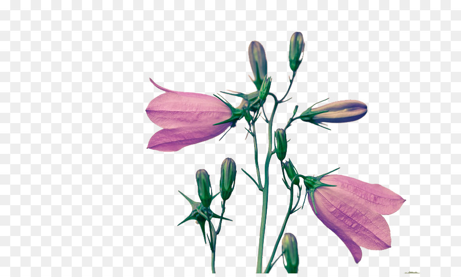 Cut flowers Art Petal Bud - flower png download - 800*533 - Free Transparent Flower png Download.