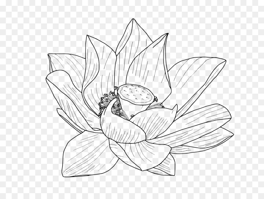 Nelumbo nucifera Flower Drawing Egyptian lotus Clip art - lotus flower png download - 1600*1200 - Free Transparent Nelumbo Nucifera png Download.