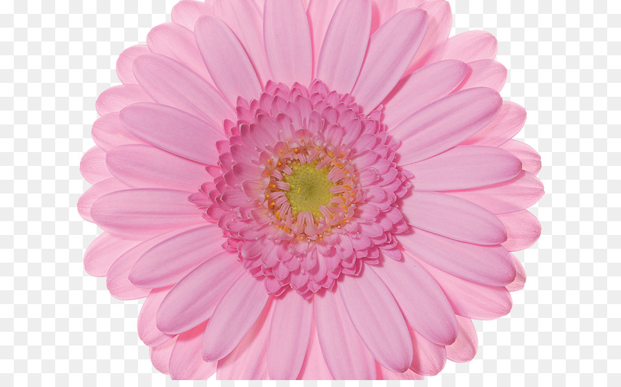 Cut flowers Floral design Color - flower png download - 800*550 - Free Transparent Flower png Download.