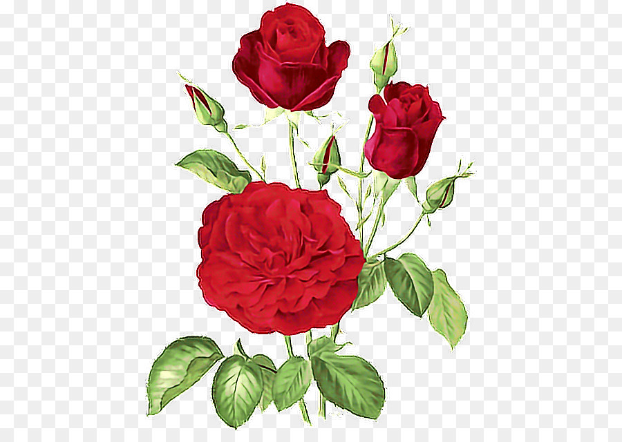 Garden roses Flower Cabbage rose Floribunda - belle drawing png rosa png download - 480*624 - Free Transparent Garden Roses png Download.