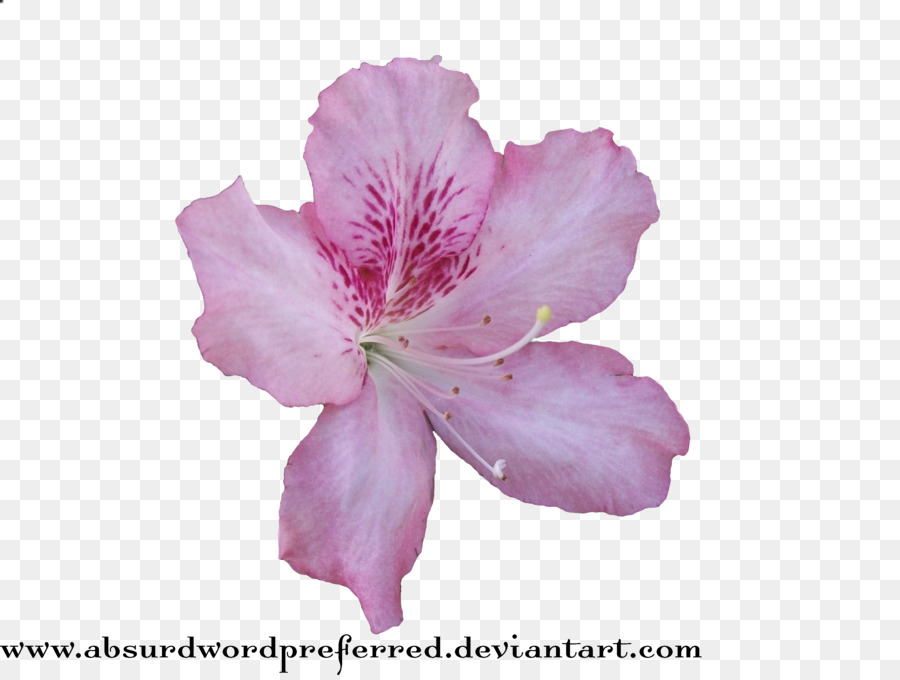 Flower Clip art - flower crown png download - 3472*2604 - Free Transparent Flower png Download.