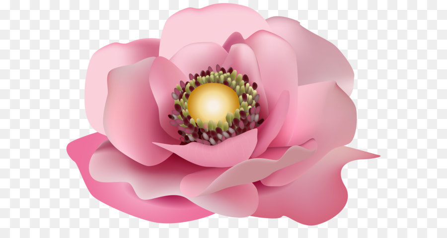 Pink flowers Clip art - Flower Pink Transparent PNG Clip Art Image png download - 5000*3547 - Free Transparent Flower png Download.