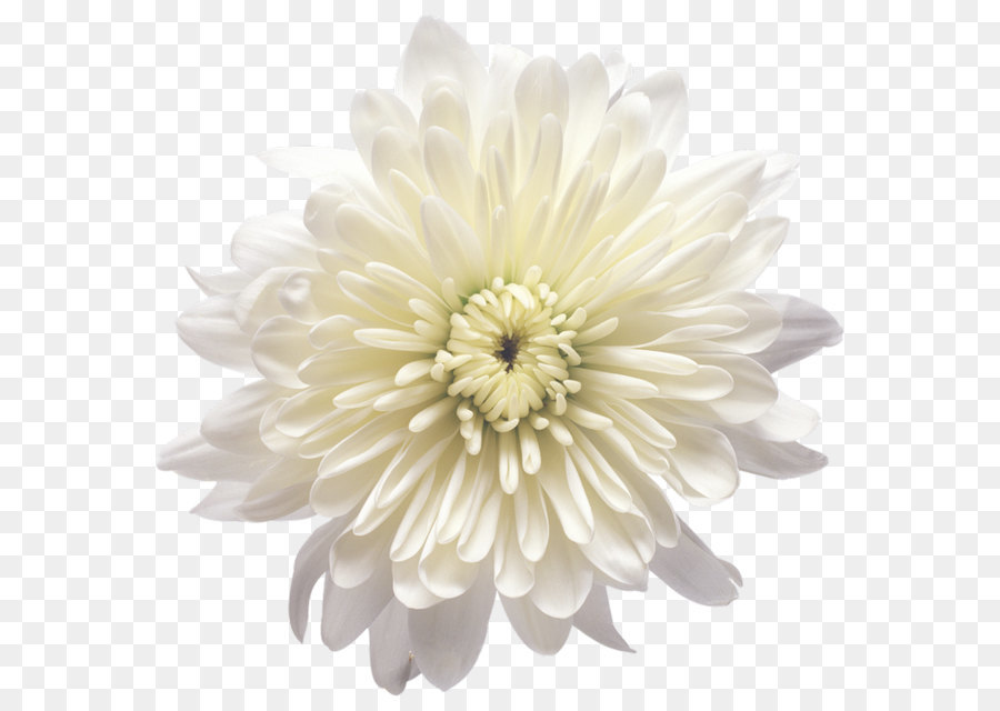 Flower White Balloon - White Chrysanthemum Flower Transparent PNG Clip Art Image png download - 735*722 - Free Transparent Flower png Download.