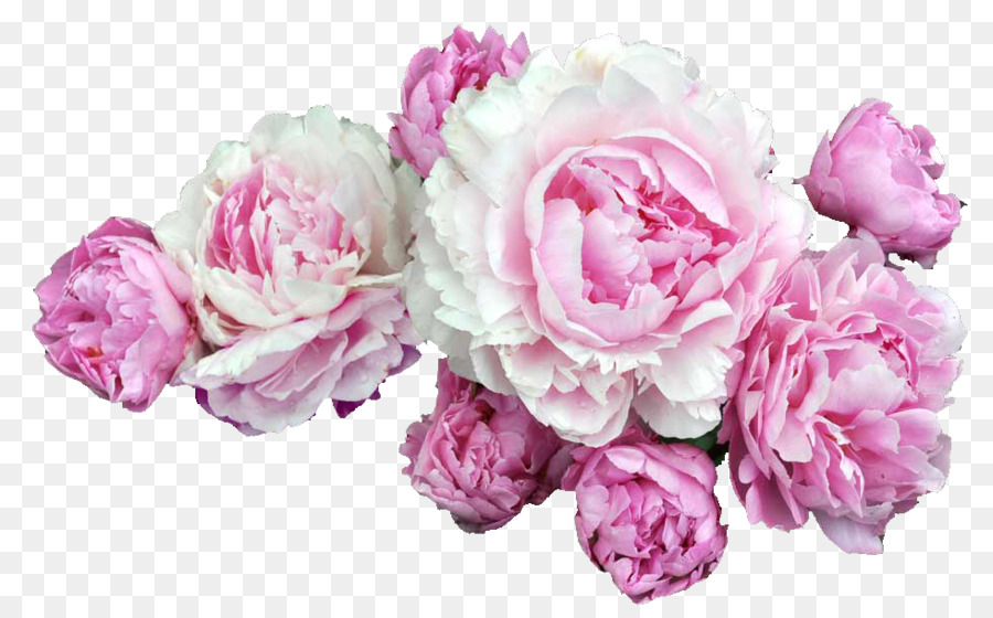 Pink flowers Desktop Wallpaper Clip art - peonies png download - 980*607 - Free Transparent Flower png Download.