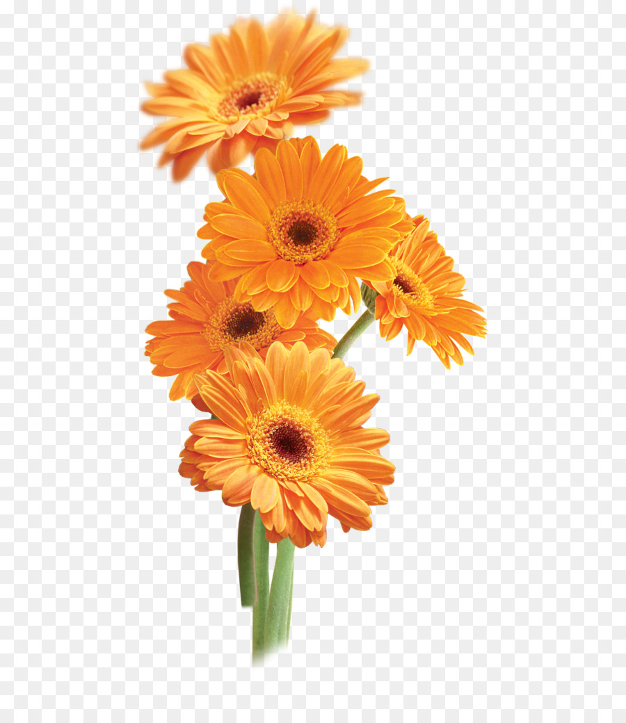 Flower Orange Transparency and translucency Clip art - marigold png download - 510*1024 - Free Transparent Flower png Download.