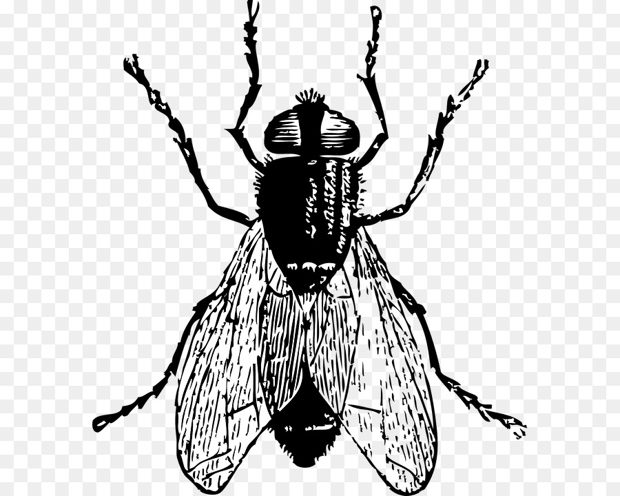Fly Drawing Clip art - bugsblackandwhite png download - 632*720 - Free Transparent Fly png Download.