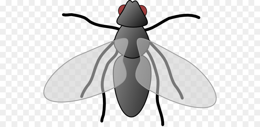 Fly Free content Royalty-free Clip art - Flies Cliparts png download - 600*437 - Free Transparent Fly png Download.