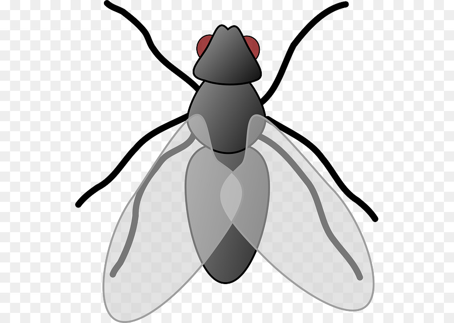 Clip art Openclipart Free content Fly Image - fly insect png download - 601*640 - Free Transparent Fly png Download.