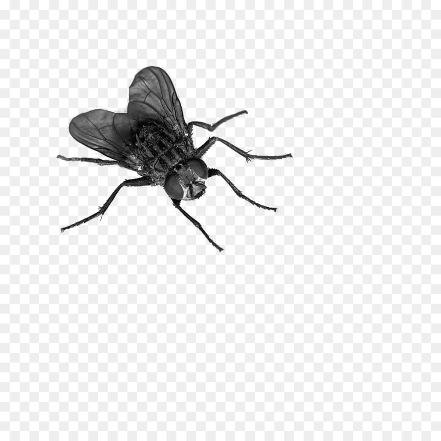 Fly Clip art - insect png download - 900*900 - Free Transparent Fly png Download.