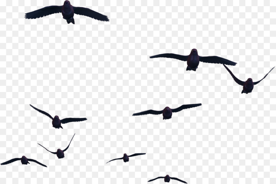 Bird Flight Clip art - Bird png download - 921*613 - Free Transparent Bird png Download.