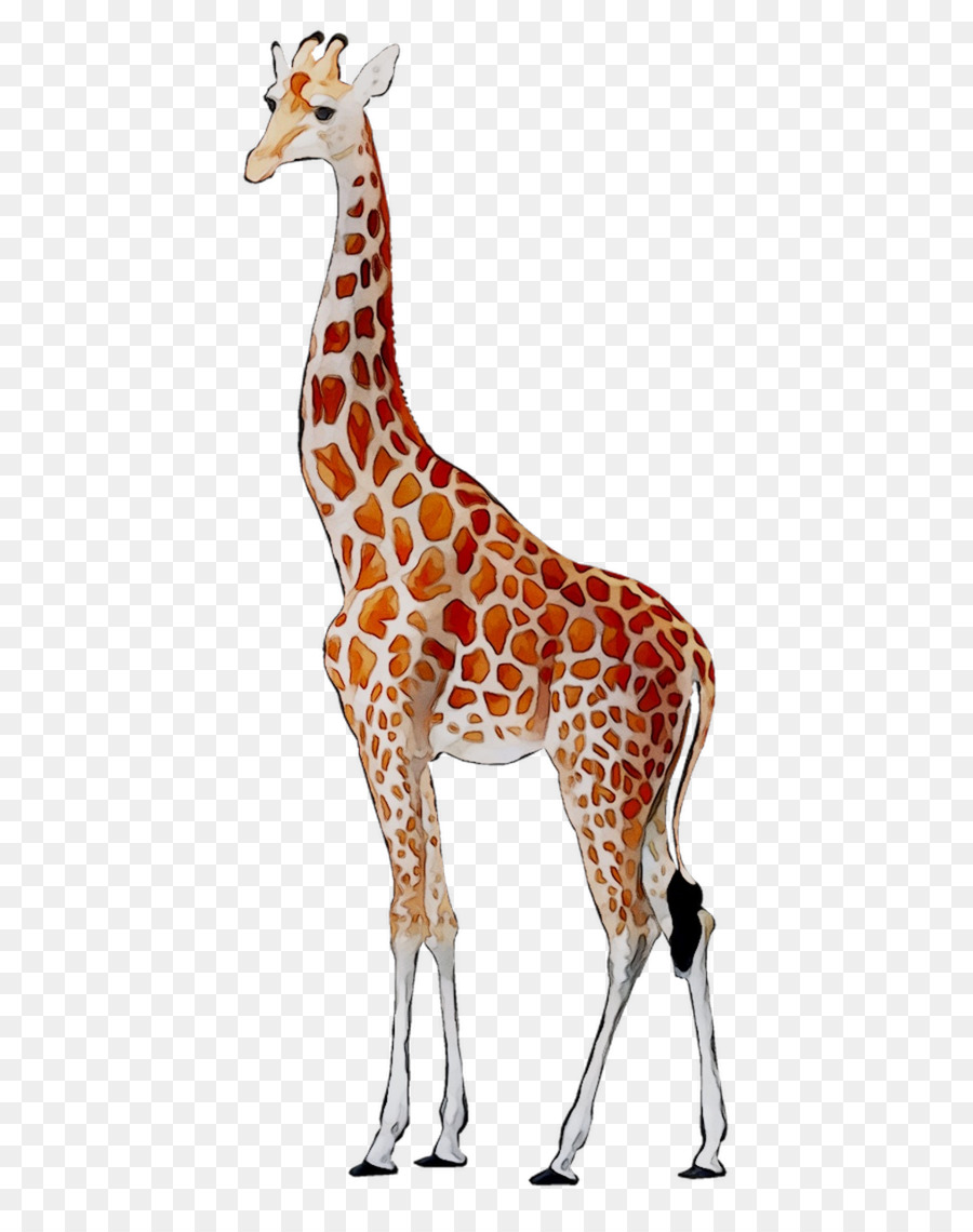 Giraffe Deer Neck Fauna Pattern -  png download - 1016*1270 - Free Transparent Giraffe png Download.