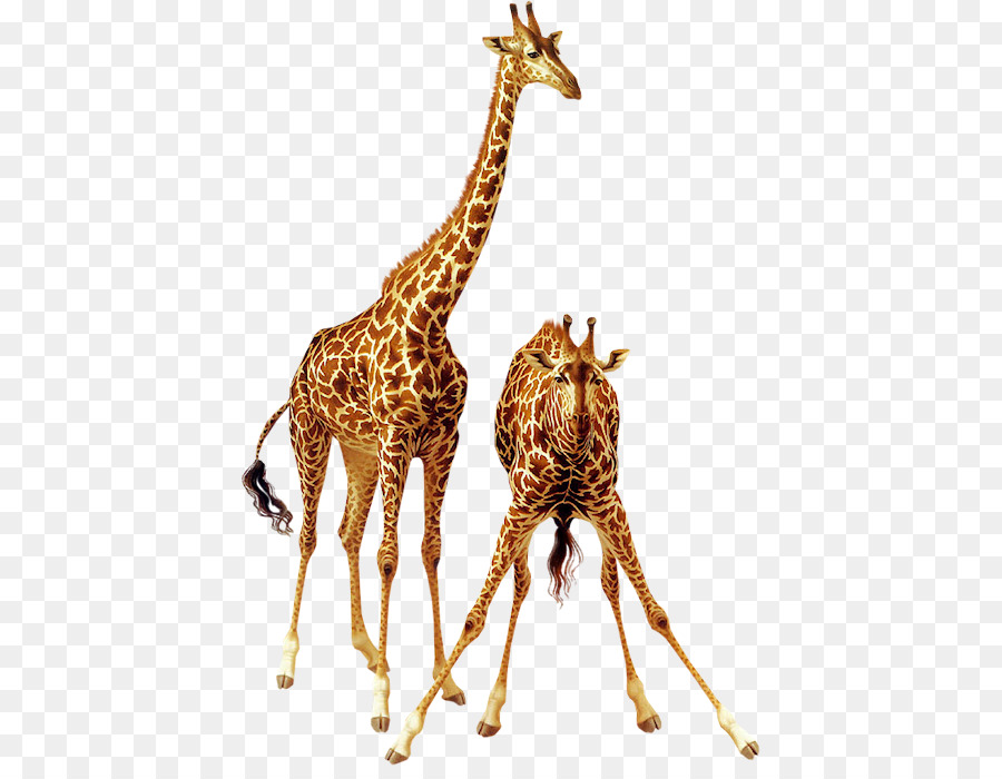 Giraffe Animal Lossless compression - giraffe png download - 466*688 - Free Transparent Giraffe png Download.