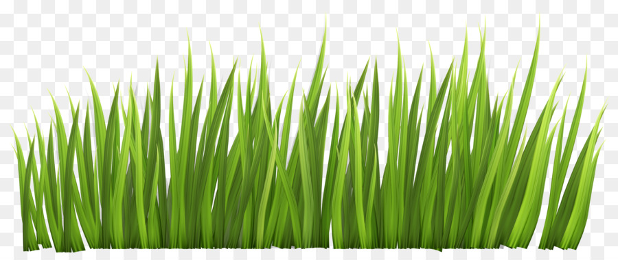 Grasses Free content Lawn Clip art - Grass Border Cliparts png download - 4764*1952 - Free Transparent Grasses png Download.