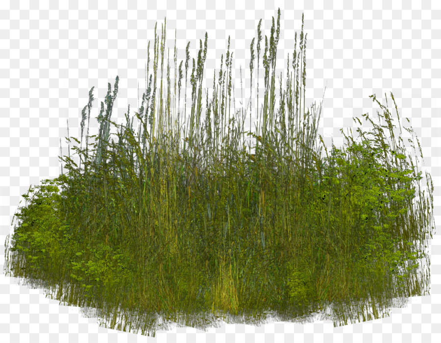 Grass Clip art - grass png download - 1280*984 - Free Transparent Grass png Download.