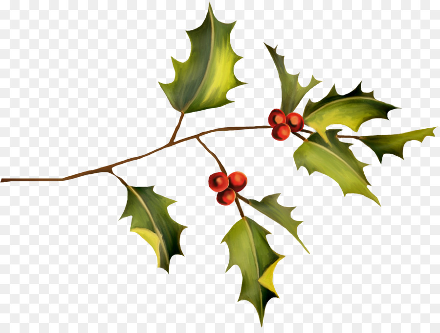 Holly Plant Leaf Clip art - HOLLY png download - 2426*1810 - Free Transparent Holly png Download.