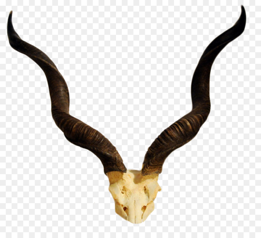 Horn Antelope Greater kudu Skull - Realistic claw png download - 1105*1000 - Free Transparent Horn png Download.