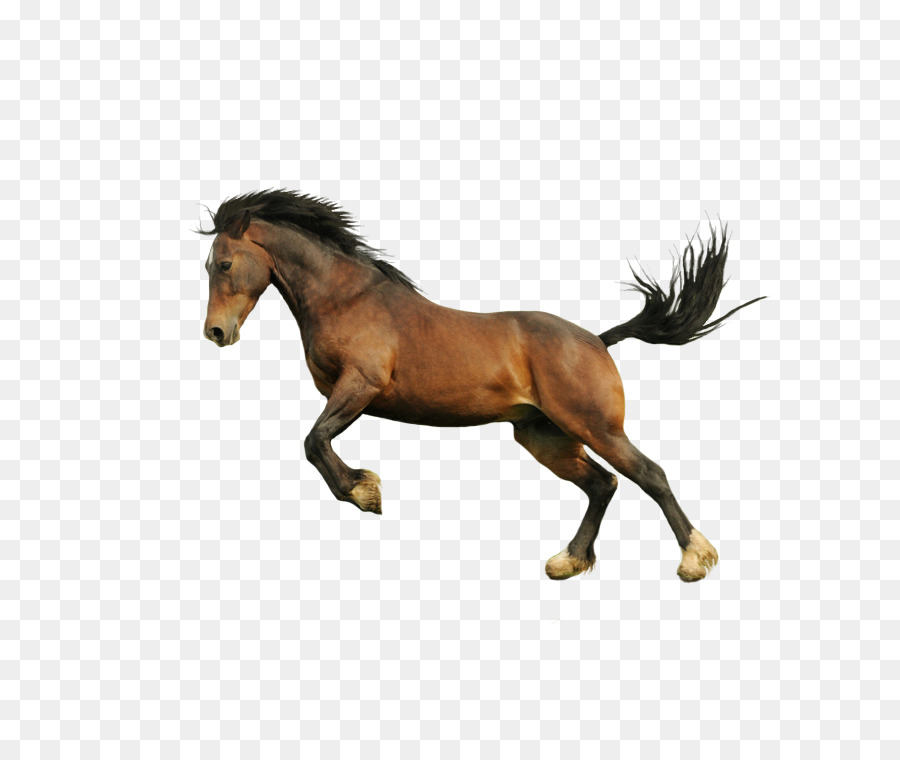 Horse BMW Download - Horse Pictures png download - 750*750 - Free Transparent Horse png Download.