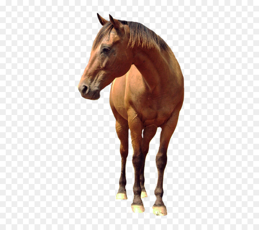 Horse Android Tattoo Design Maker - Photo Editor - Caballo png download - 600*800 - Free Transparent Horse png Download.