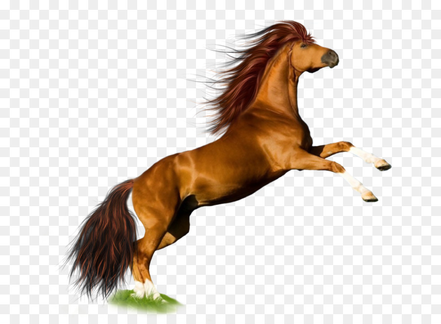 Horse Desktop Wallpaper - horse png download - 1024*746 - Free Transparent Horse png Download.