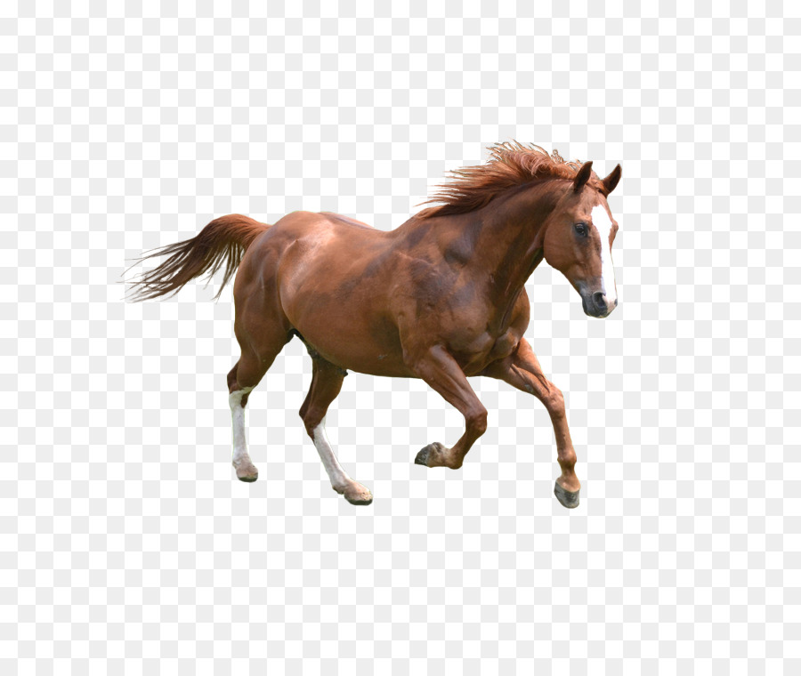 Horse Dog Pet Icon - horse png download - 750*750 - Free Transparent Horse png Download.