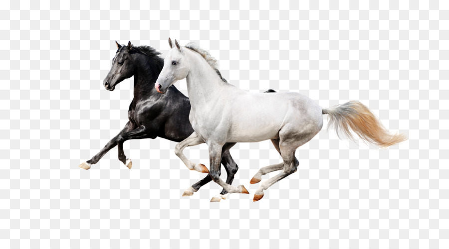 Horse Icon - Two horses png download - 800*486 - Free Transparent Horse png Download.