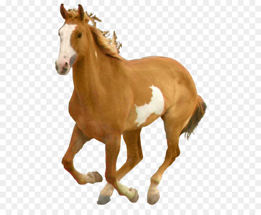 Horse - Horse png image png download - 564*722 - Free Transparent Horse png Download.