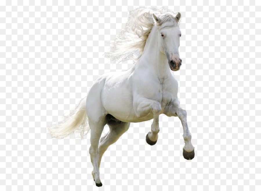 Horse Download Icon - Running horse png download - 658*658 - Free Transparent Horse png Download.