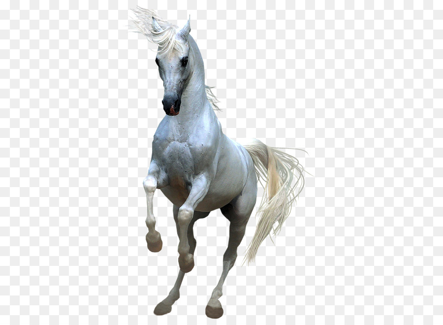 Horses Clip art - Whitehorse png download - 405*657 - Free Transparent Horse png Download.