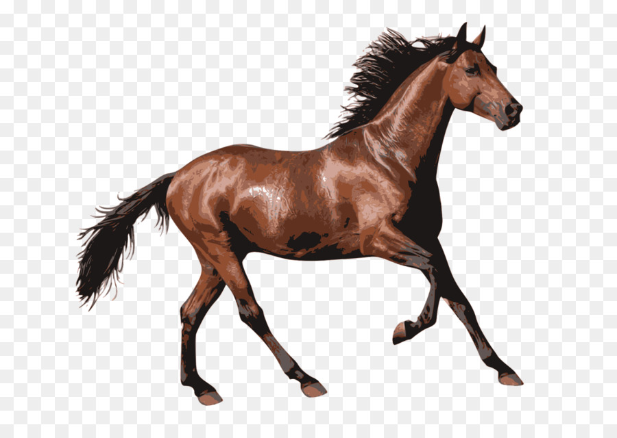 Arabian horse Pony Clip art Andalusian horse Portable Network Graphics -  png download - 1600*1131 - Free Transparent Arabian Horse png Download.