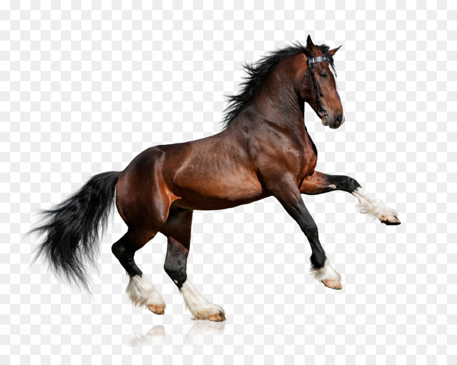 Clydesdale horse Lipizzan White Equestrianism Bay - Galloping horses png download - 970*776 - Free Transparent Clydesdale Horse png Download.