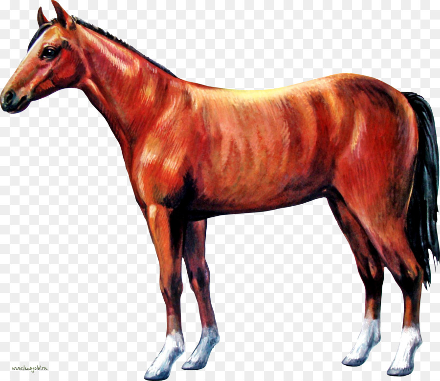 Horses Colt Stallion Foal - horse png download - 2628*2277 - Free Transparent Horse png Download.