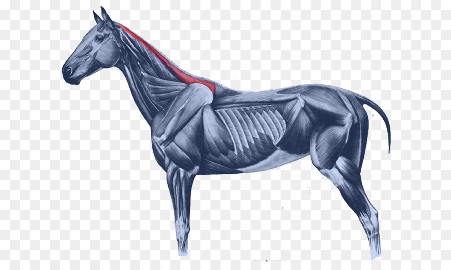 Equine anatomy Horses Muscular system of the horse Muscle Mustang - rhombus muscle png download - 675*524 - Free Transparent Equine Anatomy png Download.