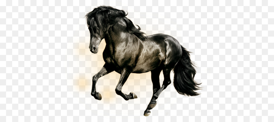 Arabian horse Horses Black Display resolution Wallpaper - Black Horse png download - 650*390 - Free Transparent Arabian Horse png Download.