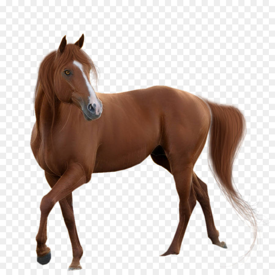 Acupuncture Pony Horses Foal - centaur mockup png download - 900*900 - Free Transparent Acupuncture png Download.