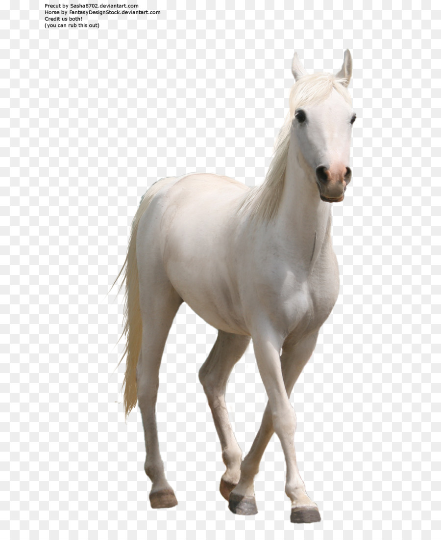 Horse Computer Icons Clip art - Horses png download - 736*1086 - Free Transparent Horse png Download.