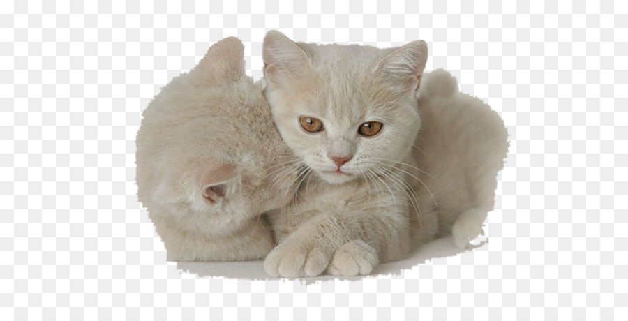 Kitten Cat Dog Animaatio - kitten png download - 604*443 - Free Transparent Kitten png Download.