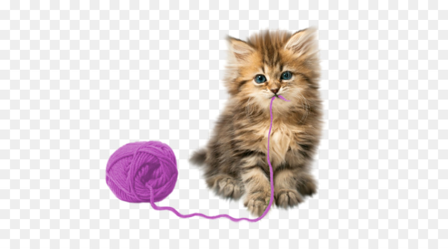 Kitten Cat Puppy Cuteness Pet - kitten png download - 583*500 - Free Transparent Kitten png Download.