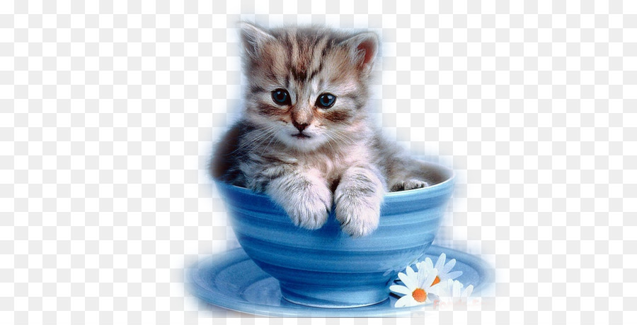 Kitten Persian cat Cuteness Cup Black cat - kitten png download - 600*450 - Free Transparent Kitten png Download.