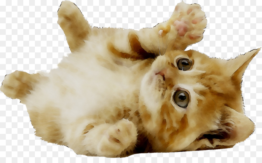 Kitten Cat Puppy Dog Image -  png download - 1854*1139 - Free Transparent Kitten png Download.