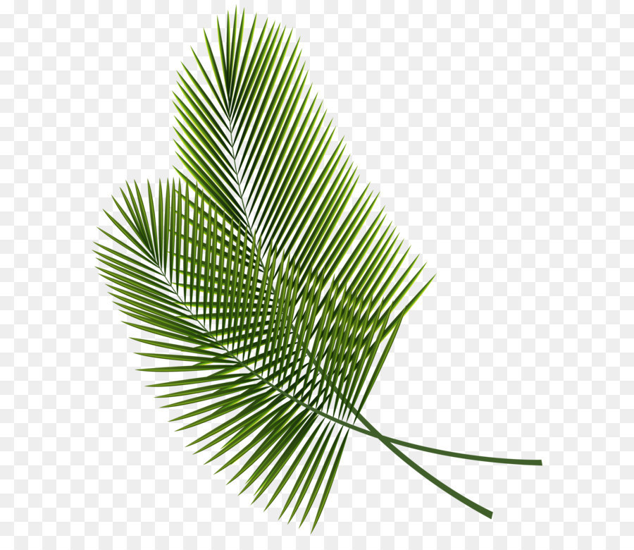 Leaf Clip art - Tropical Leaves PNG Clipart Image png download - 5295*6226 - Free Transparent Leaf png Download.