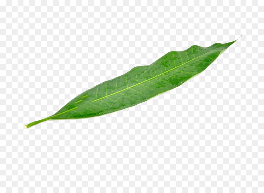 Leaf Mango Green Mangifera indica - A mango leaf png download - 1300*953 - Free Transparent Leaf png Download.