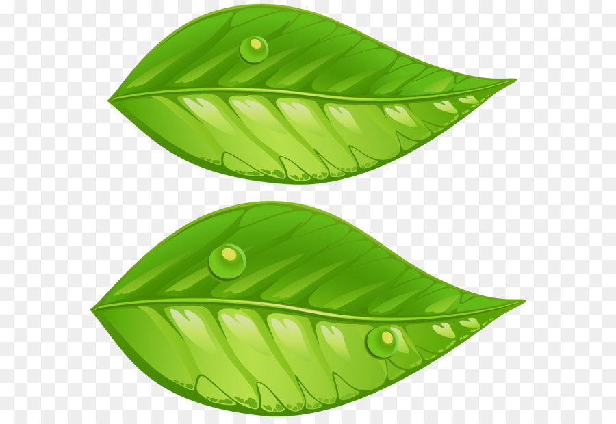 Leaf Green Clip art - Green Leaves PNG Transparent Clip Art Image png download - 8000*7572 - Free Transparent Leaf png Download.