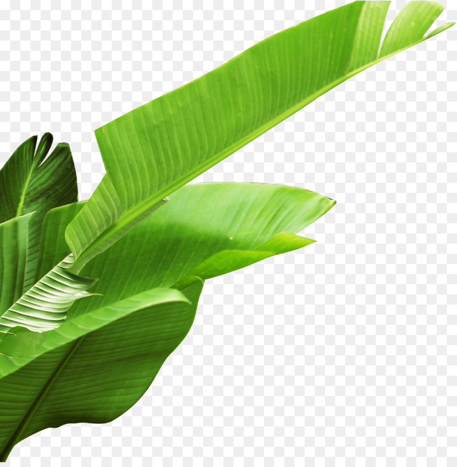 Banana leaf - Banana leaves png download - 2854*2895 - Free Transparent Banana Leaf png Download.