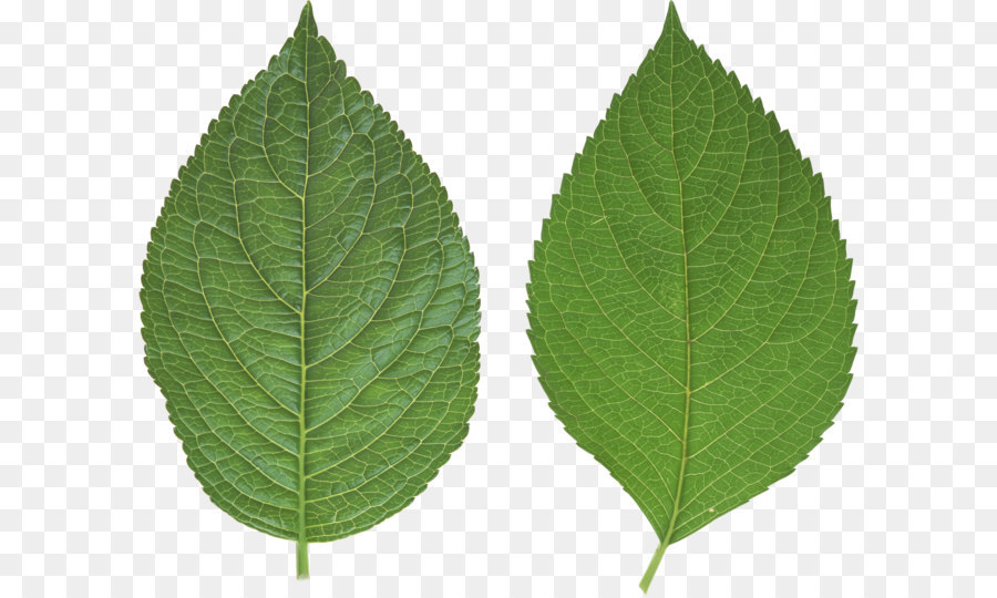 Leaf Wallpaper - Green leaf PNG png download - 3201*2648 - Free Transparent Leaf png Download.