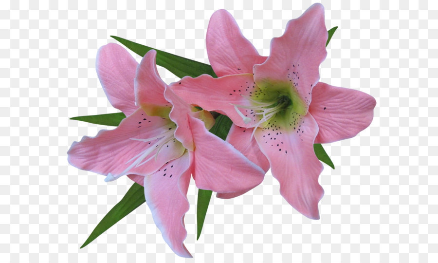 Flower Easter lily Clip art - Transparent Pink Lily Flower Clipart png download - 1020*842 - Free Transparent Easter Lily png Download.
