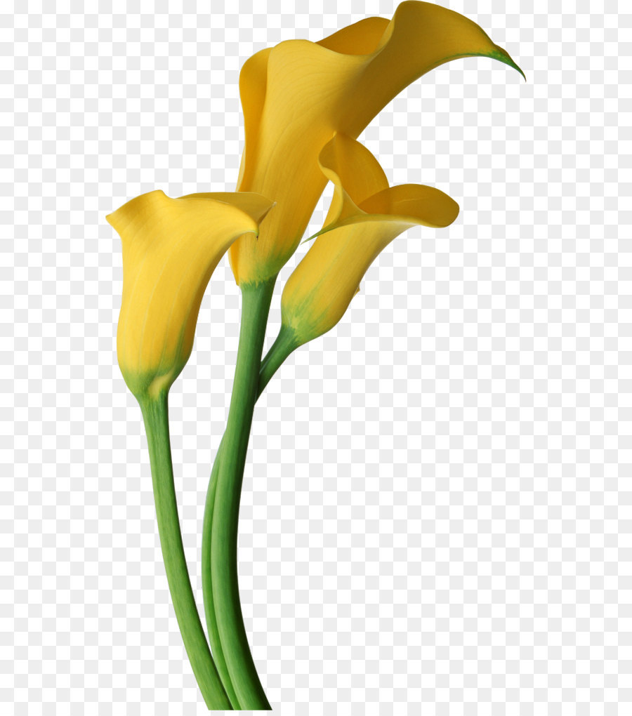 Arum-lily Lilium Flower Yellow Clip art - Yellow Transparent Calla Lilies Flowers Clipart png download - 600*1012 - Free Transparent Arum Lily png Download.